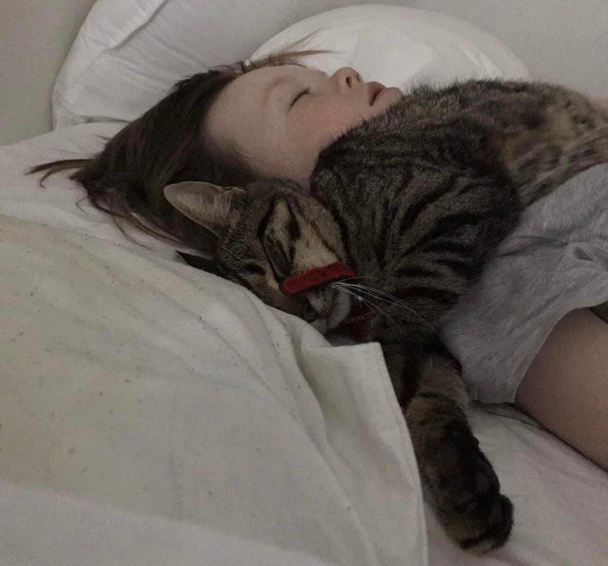 Does my cat really love me?