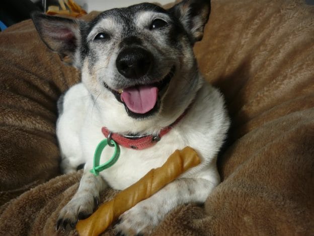 EWW: Belonging and dogs