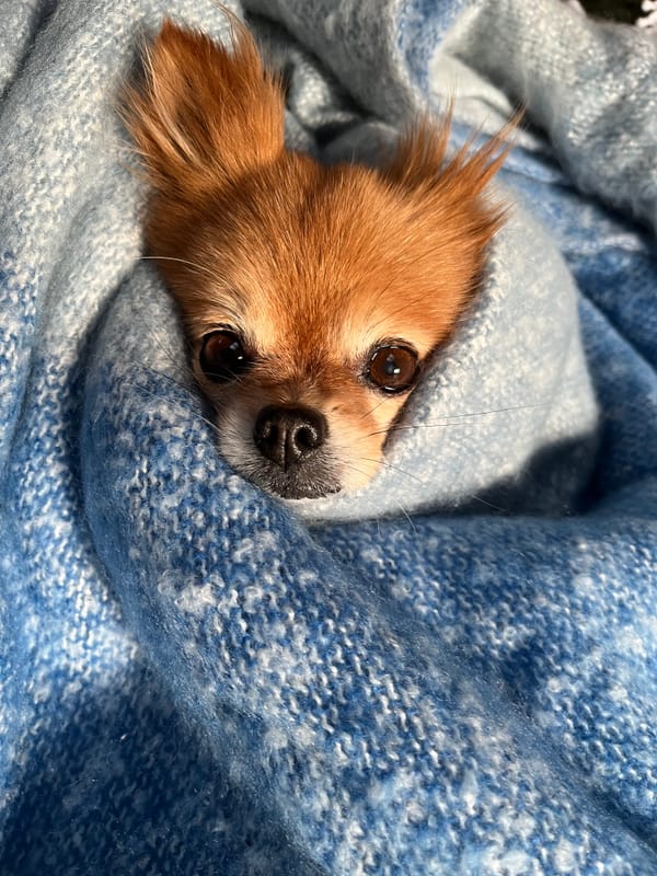 FNC - No longer round earth committed