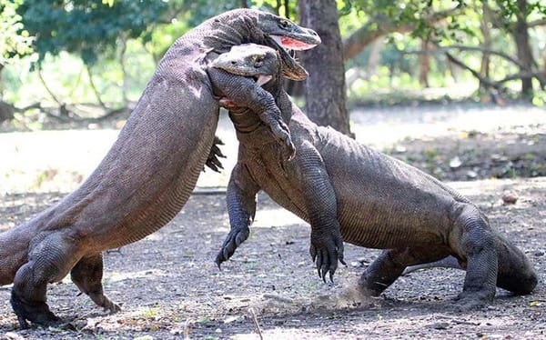 EWW: Chimpanzees can kill you