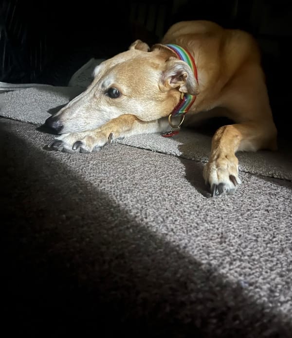 Hope is a dog