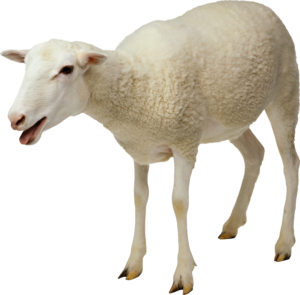 Baaa go the fuck to sleep baaa